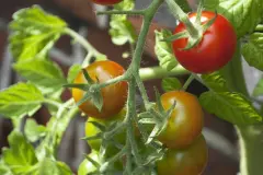 Bittersalz: D&uuml;nger f&uuml;r Tomaten und Zimmerpflanzen