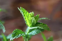 Insekten mit Pfefferminze vertreiben