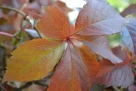 Natürliche & dekorative Herbststimmung für drinnen & draußen