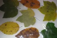Laminierte Herbstblätter