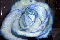 Weiße Blumen blau färben mit Tintenwasser