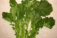Italienisches Gemüse - Cima di Rapa / Stängelkohl