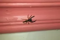 Spinnen aus der Wohnung befördern - unaufwendig mit Müsli-Schachtel