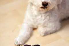 Hundespielzeug kostenlos