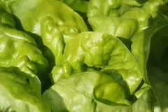 Salatkopf sauber und trocken eint&uuml;ten