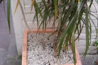 Kübelpflanzen vor Katzen schützen: Erde mit Kieselsteinen bedecken