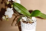 Orchideen Pflege: Orchideen in Regenwasser tauchen