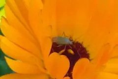 Ringelblumensalbe - selbstgemacht