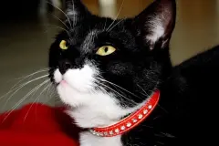 Geheimtipp vom Tierarzt - bei Katzendurchfall hilft Fibratop