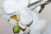 Antibabypille für Orchideen-Blütenpracht