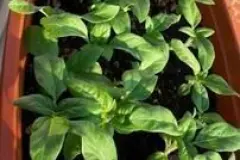 Kleine Sonnenblumen als Leckerli für Meerschweinchen