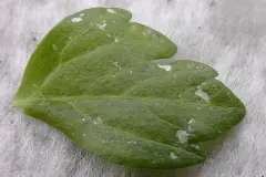 Kranke Pflanzen entsorgen