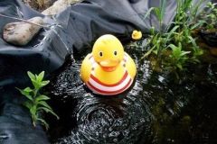 Gartenteich reinigen bitte Teichlebewesen berücksichtigen