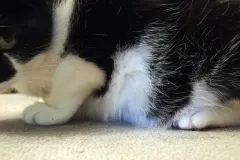 Haustiere vor &Uuml;bergewicht bewahren