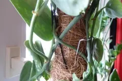 Kletterhilfe f&uuml;r Rankpflanzen