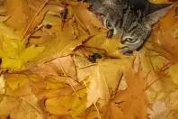 Wohlfühltipp für die Katze mit Herbstlaub