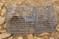 Mäuse finden, verjagen und nicht wiederkommen lassen