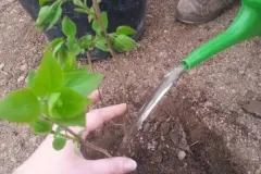 Trocknerwasser zum Blumengießen
