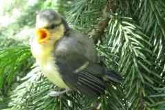 Vögel im Rollladenkasten, was tun?