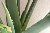 Aloe Vera vermehren