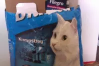 Altpapier sammeln leicht gemacht - für Katzenbesitzer only