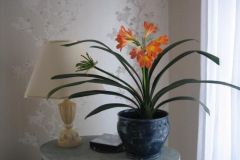 Orchideen mit Kaffee zum Blühen bringen Frag Mutti