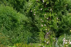 Obstbaum als Kletterhilfe für Rosen