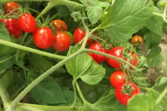 Tomatenschwemme? Tomatensuppe kochen, ganz easy