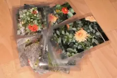 Dahlien Markier-Set