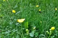 Lästige Butterblumen im Rasen oder in Beeten