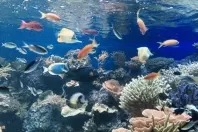 Schnecken aus Aquarium sammeln