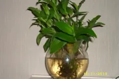 Pflegeleichte Wasserpflanze