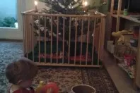 Weihnachtsbaum und Krabbelkind im Haushalt