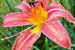 Maulwürfe umweltfreundlich mit Lilien vertreiben