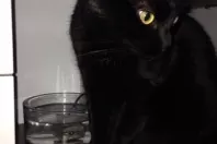 Katze günstig zum Trinken animieren