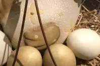Eier verstecken - sie müssen nicht essbar sein