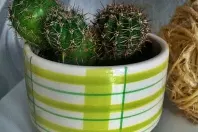 Kaktus entstauben