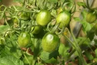 Tomatenpflanzen richtig wässern