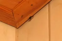 Spinnen entfernen - mit Unterdruck