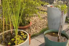 Kübelteich auf der Terrasse