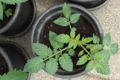 L&auml;stige M&uuml;cken auf dem Balkon