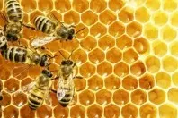 Wissenswertes über Honig, Bienen und Imker