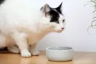 Katzenfutter selber machen