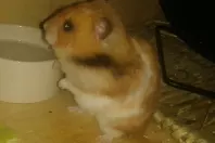 Hamster beschäftigen