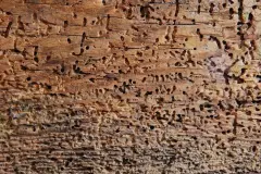 Holzwurm biologisch bekämpfen