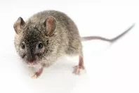 Eine Maus ist im Haus - was nun? Maus ins Freie transportieren