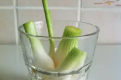 Gekaufte Frühlingszwiebeln einpflanzen