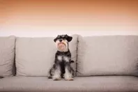 Hundehaare effektiv vom Sofa entfernen