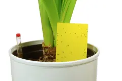 Thripse (Gewittertierchen) bekämpfen