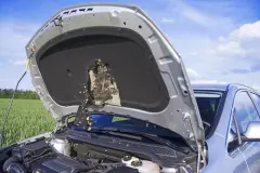 Essig gegen Marder